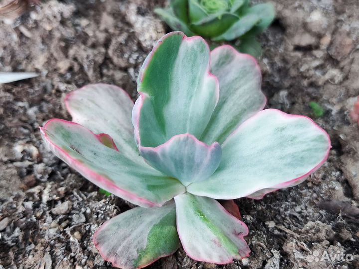 Сортовые суккуленты