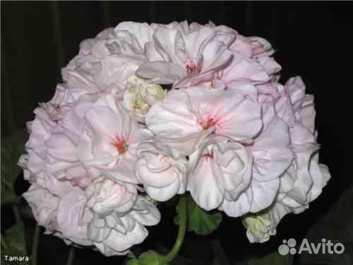 Пеларгония