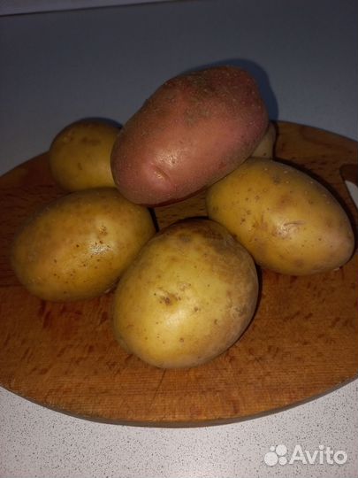 Продам картофель домашний