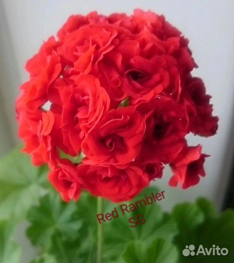 Пеларгония сортовая Red Rambler