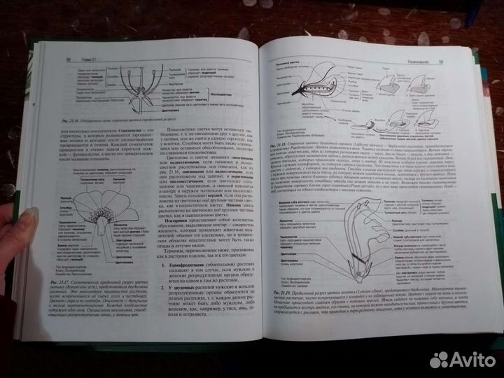 Биология грин стаут тейлор