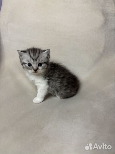 Шотландские вислоухие и прямоухие котята