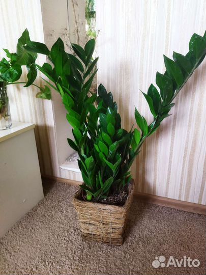 Замиокулькасы