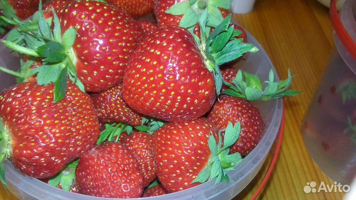 Рассада клубники азия,максим