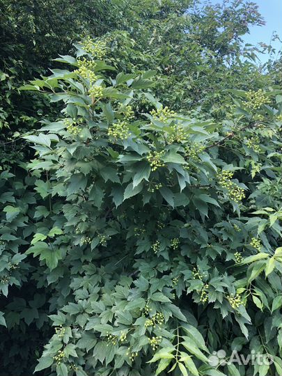 Саженцы деревьев для озеленения Вашего участка