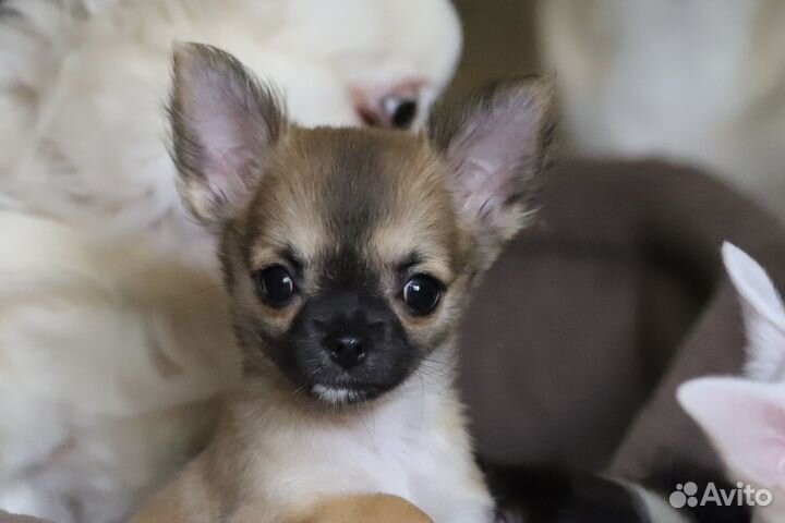 Щенки чихуахуа