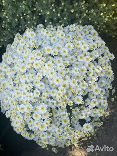 Хризантемы мультифлора