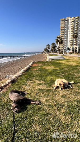 Путешествия и туризм. Сопровождение