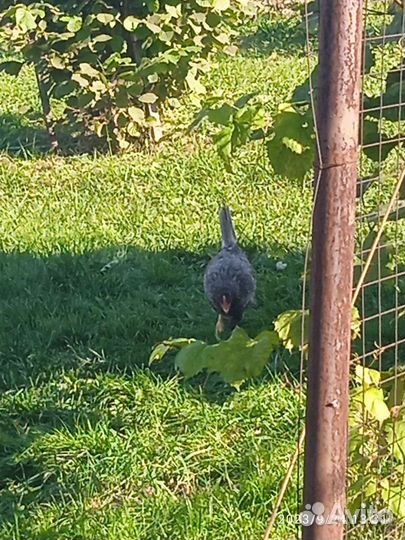 Куры молодки