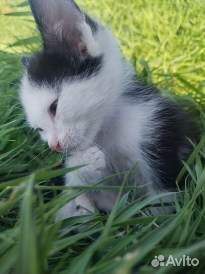 Котёнок 1,5 месяца, мальчик