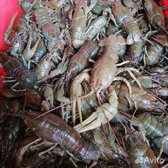 Продам Волжских живых раков
