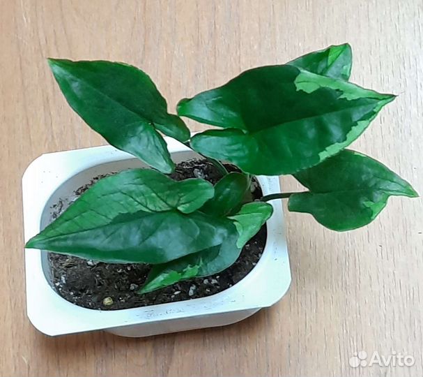 Сингониумы сортовые