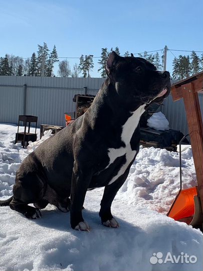 Амстафф вязка