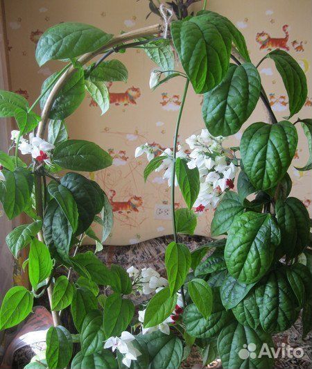 Клеродендрум Томпсона