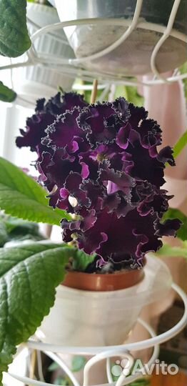 Сортовые стрептокарпусы