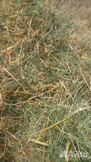 Солома ячменная в тюках