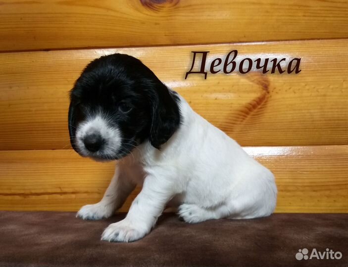 Продам щенков Русского спаниеля