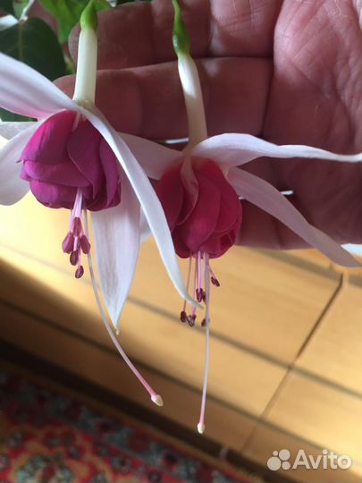 Фуксия полуампель