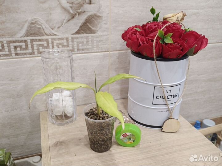 Филодендрон