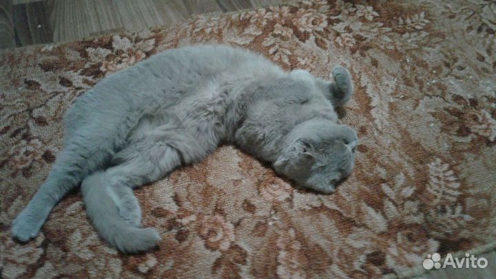 Отдам бесплатно