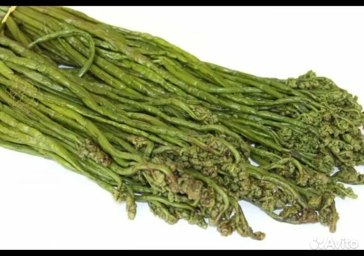 Папоротник орляк соленый