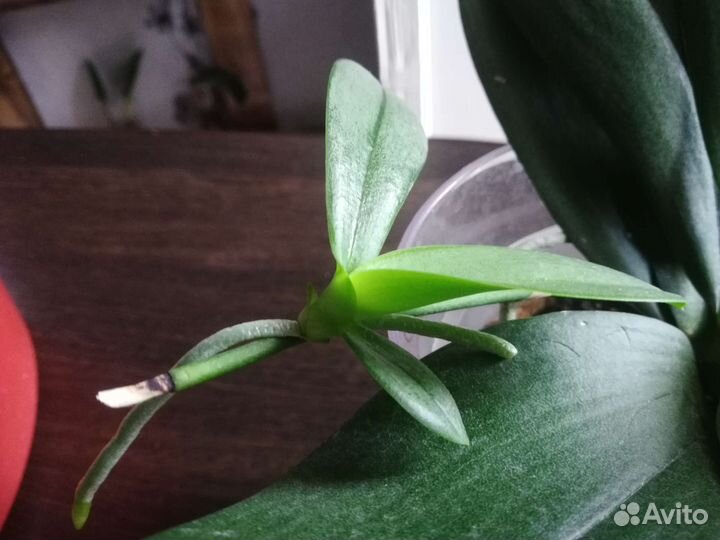 Орхидея детка