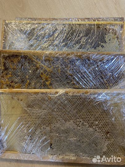 Алтайский мёд (горное разнотравье) и медовые соты