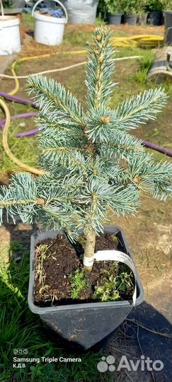 Пихта субальпийская Компакта