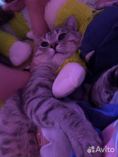 Котик в добрые руки