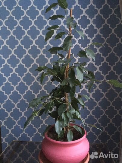 Фикусы большие