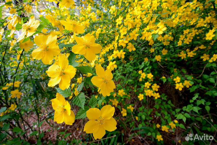 Сирень,айва, малина, ежемалина, орешник