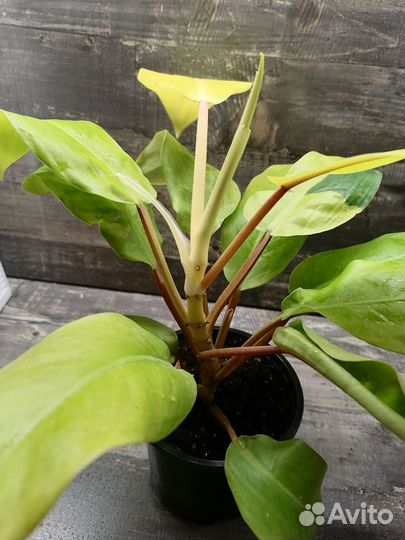 Филодендрон