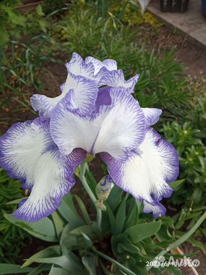 Ирисы бородатые сортовые