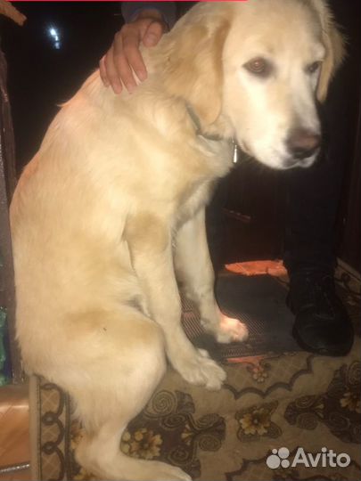 Лабрадор ретривер