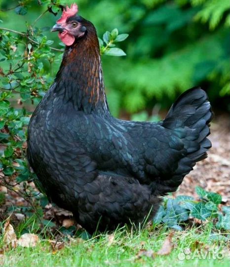 Куры молодки