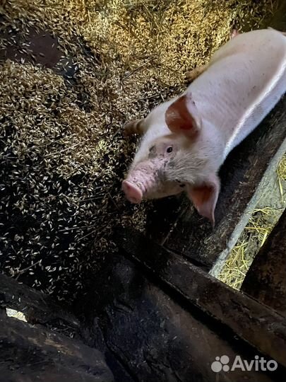 Поросята 1,5 месяца