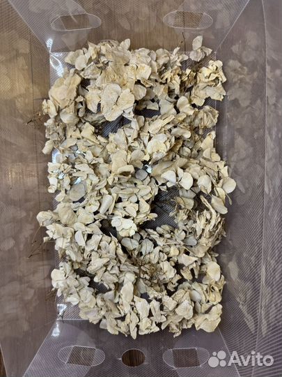 Высушенные цветы для творчества (сухоцветы)