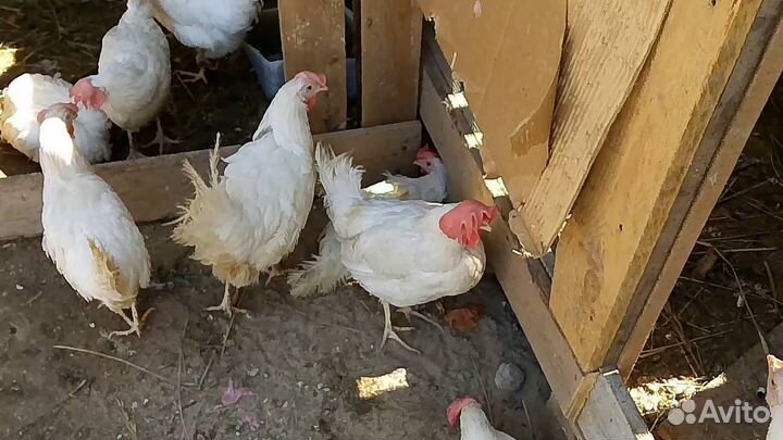 Несушки на дом