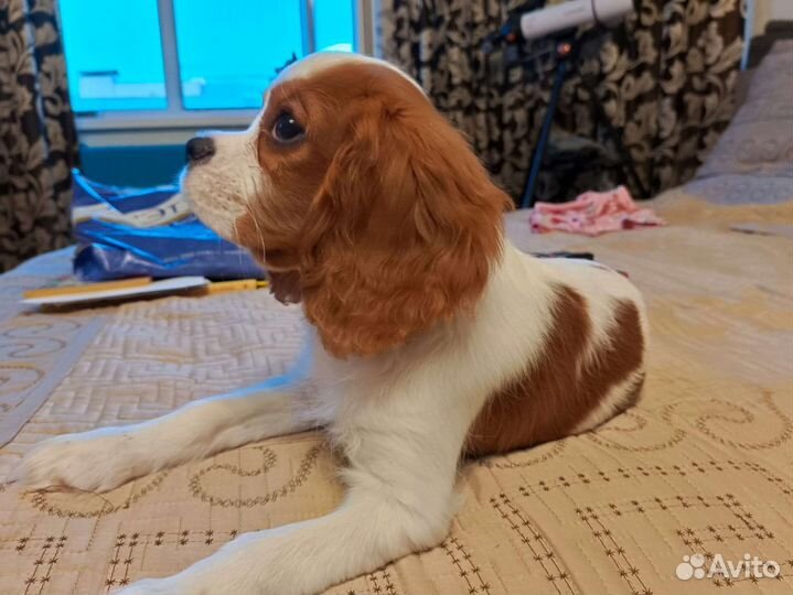 Кавалер кинг чарльз спаниель