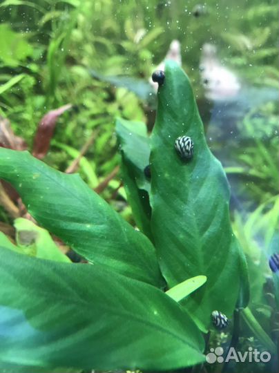 Аквариумные растения, теодоксусы, удо