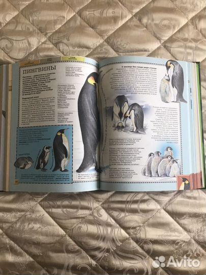 Большая энциклопедия Животного мира