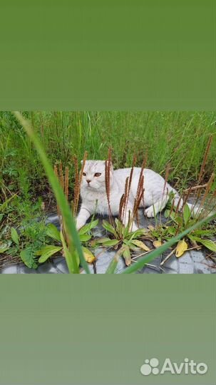 Шотландский кот вязка