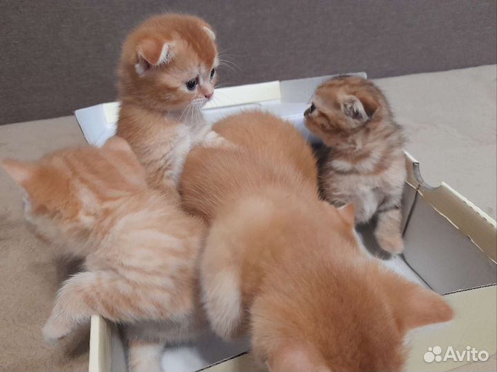 Британцы шиншилла