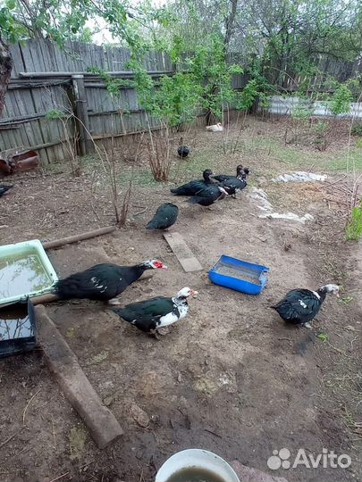 Мускусные утки