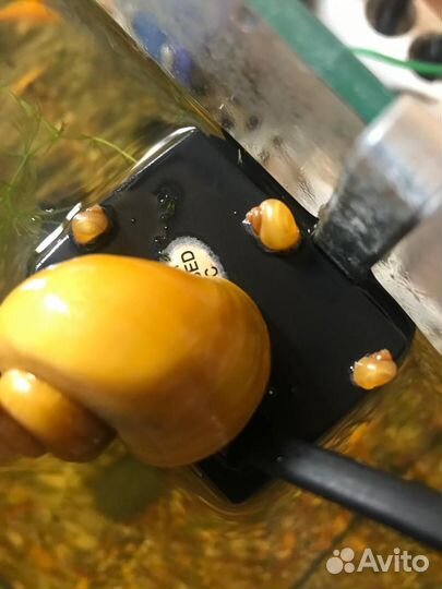 Продам сомиков анциструсов, креветок и улиток