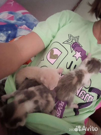 Отдам кошку с котятами