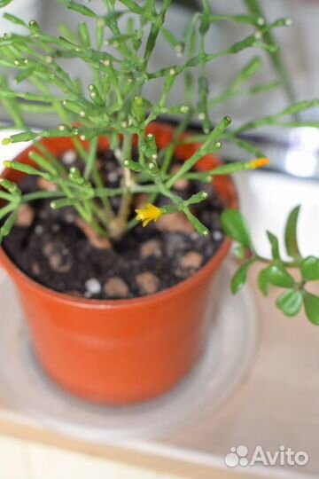 Домашнее растение цветок Хатиора