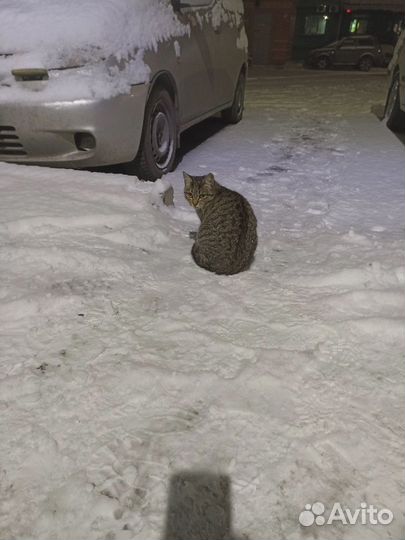 Отдам в добрые руки