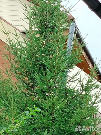 Ель обыкновенная