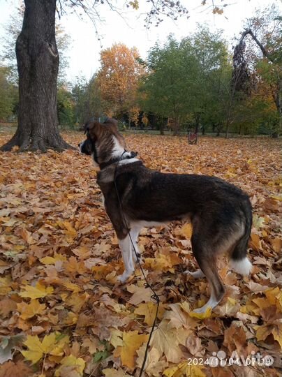 Алиса добрейшая собака